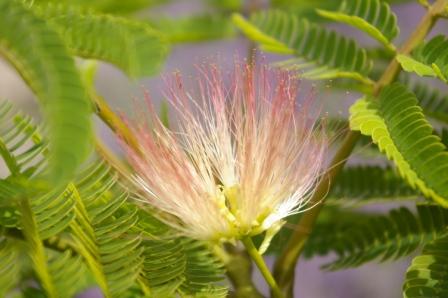 Albizia