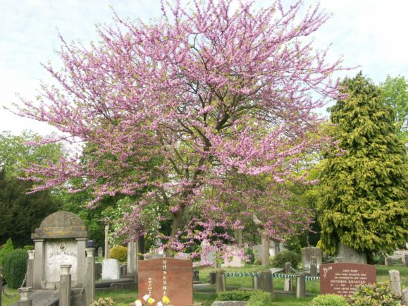 Cercis bloei