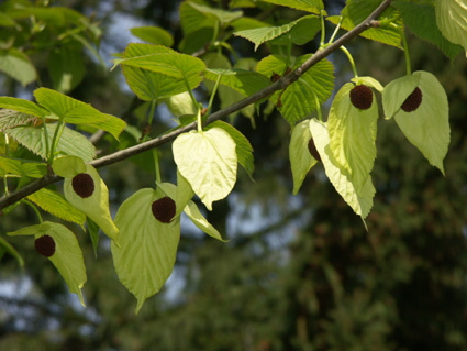 Zakdoekjesboom