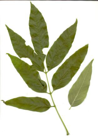 Fraxinus pensyvanica