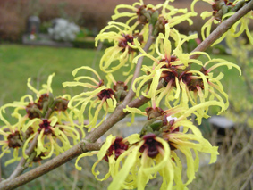 Hamamelis geel