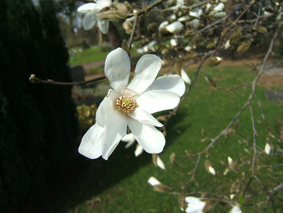 Magnolia kobus bloei