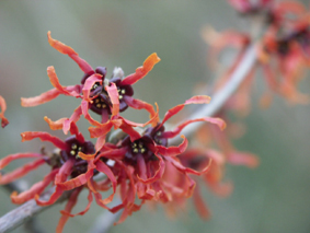 Hamamelis rood