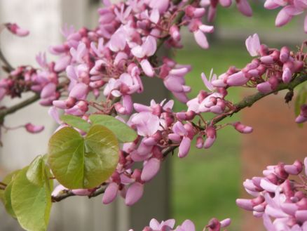 Cercis silliquastrum