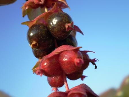 Fazentenbes