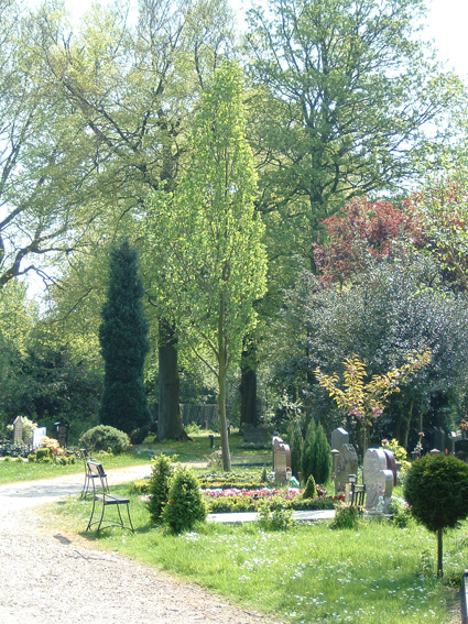 zuilvormige tulpenboom op vak 9