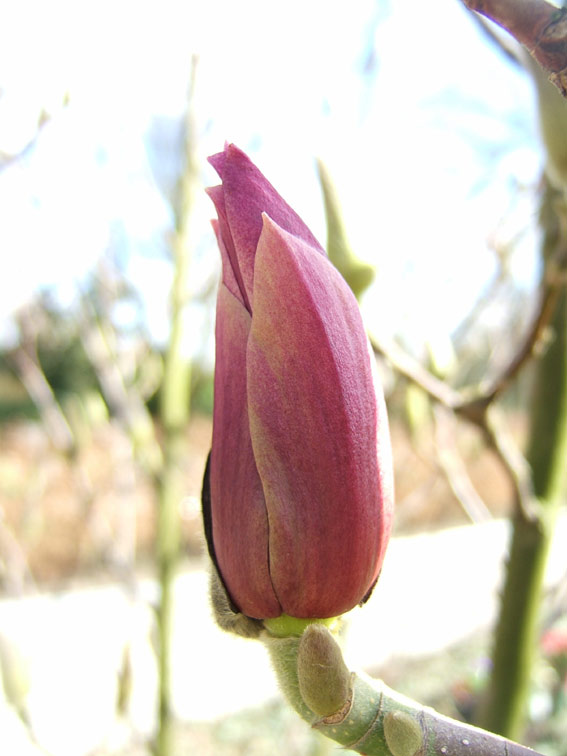 Magnolia Heaven Scent