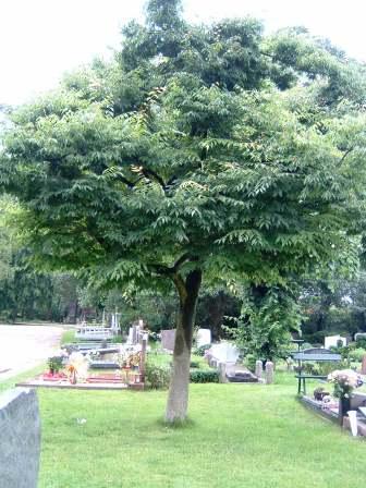 Zelkova serrata