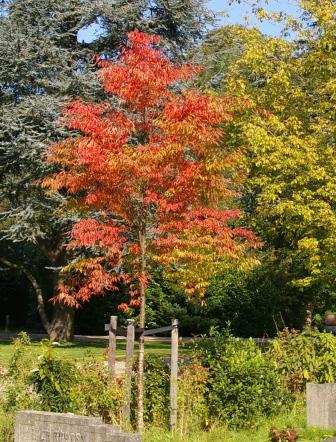 Zelkova serrata `Village Green`