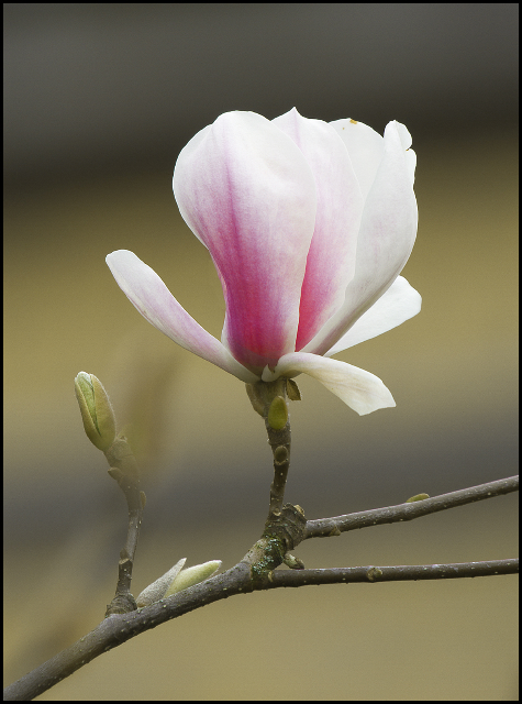 Magnolia