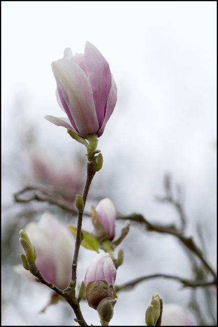 Magnolia