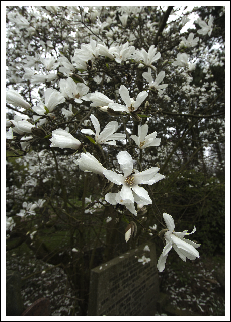 Magnolia