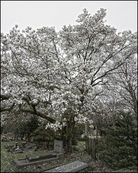 Magnolia